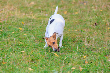 A cute Jack Russell Terrier dog walks in a clearing in the forest. Pet portrait with selective focus and copy space