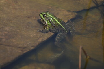 Green edible frog in the water with grass