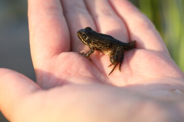 Green edible frog in the water with grass
