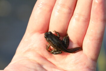 Green edible frog in the water with grass