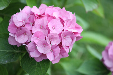 Pattern of pink hydrangea flowers in summer garden