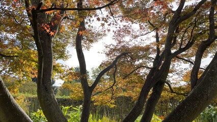 autumn in the forest