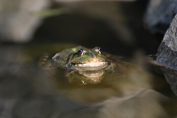 Green edible frog in the water with grass