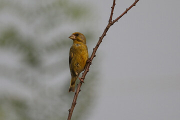 European greenfinch young bird on the tree branch in the garden