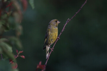 European greenfinch young bird on the tree branch in the garden