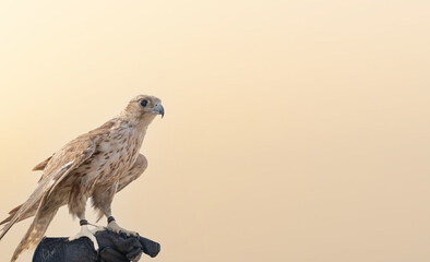 man holding White and Beige Falcon with a leather glove.