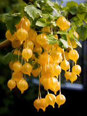 Fototapeta premium Fresh cape gooseberries growing on a bush, blurred background 