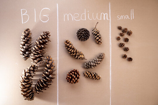 a bunch of pine cones sitting on top of a table, measurements concept for kid, big medium and small elements, 