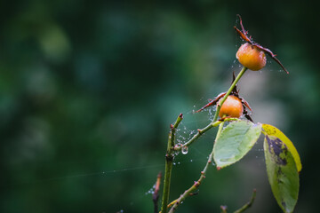 giochi di gocce di rugiada su sfondo autunnale.