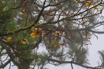 giochi di gocce di rugiada su sfondo autunnale.