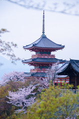 Fototapeta premium kyoto japan, landmark, beautiful, journey, kyoto, spring, palace, japan, Sakura