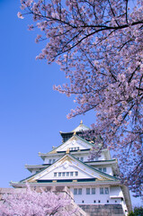 Fototapeta premium kyoto japan, landmark, beautiful, journey, kyoto, spring, palace, japan, Sakura