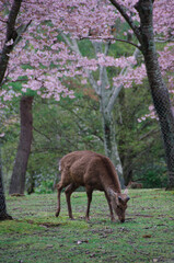 kyoto japan, landmark, beautiful, journey, kyoto, spring, palace, japan, Sakura