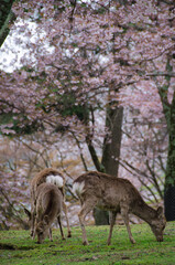 Naklejka na ściany i meble kyoto japan, landmark, beautiful, journey, kyoto, spring, palace, japan, Sakura