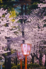 Tafelkleed kyoto japan, landmark, beautiful, journey, kyoto, spring, palace, japan, Sakura © kanoksorn