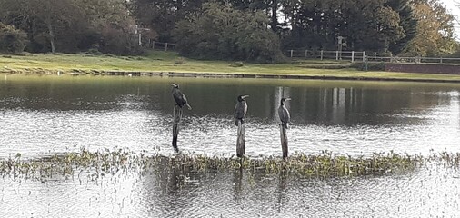 Cormorants at their Posts 