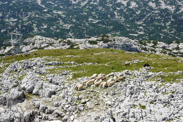 Sheeps in mountains in Austria, Salzkammergut region Krippenstein mountain