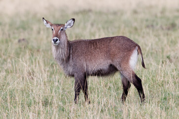 Waterbuck