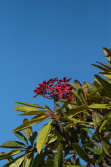 Blood Red Plumeria Flowers with Green Leaves Under Clear Blue Sky.