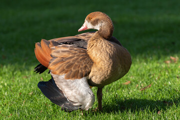 A young Egyptian goose (Alopochen aegyptiaca) sunbathing in the morning sun