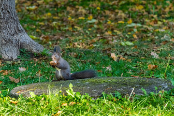 cute young squirrel portrait at park, wildlife