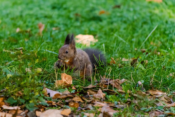 Naklejka na ściany i meble cute young squirrel portrait at park, wildlife
