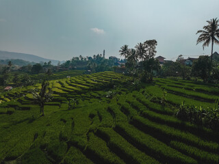 Java Landscape in the Morning with Hills & Rice FIeld