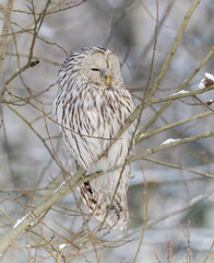 Great-tailed owl sitting on a tree branch