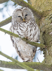Great-tailed owl sitting on a tree branch