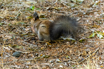 cute young squirrel portrait at park, wildlife
