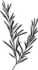 Fototapeta premium Rosemary sprigs 