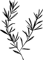 Obraz premium Rosemary stem, a popular image for tattoos