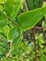 green leaves on a branch