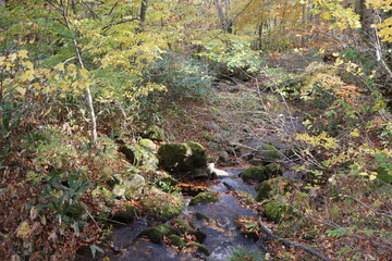 船形山のブナを中心とした秋の紅葉した落葉広葉樹林を流れる清流