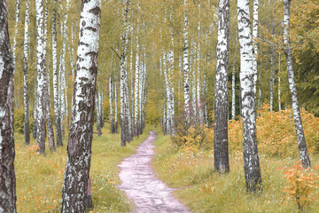 Fototapeta premium Beautiful birch trees in autumn