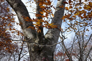 船形山のブナを中心とした落葉広葉樹林の紅葉