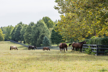 Thoroughbred broodmares grazing in a pasture on a Kentucky breeding farm. 