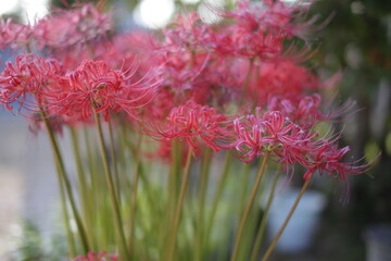 咲き誇る彼岸花