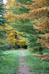 Receding footpath road running among colorful yellow, gold and green trees in autumn park, forest. Daylight illumining gold foliage fallen on ground. Vivid september, early october vibrant landscape