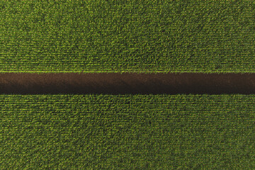 Aerial view of a green corn field. Corn plant with cobs in 3D
