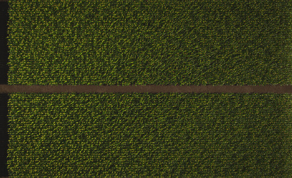 Aerial view of a green corn field. Corn plant with cobs in 3D