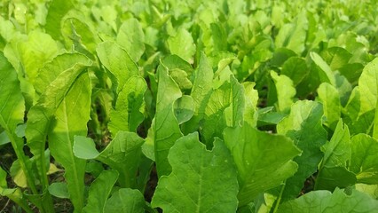 Growing radishes, lettuce, dill and cilantro outdoors in sunlight. Farming and growing natural vegetables in garden beds.