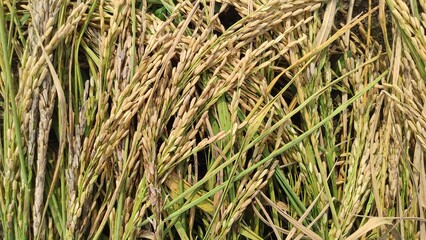 Paddy rice. Close-up to rice seeds in ear of paddy. Beautiful golden rice field and ear of rice.