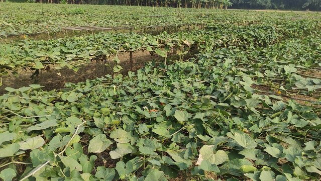 pointed gourd farming green field
