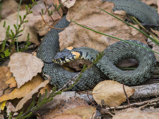 snake in the grass