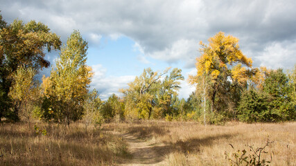 autumn in the forest