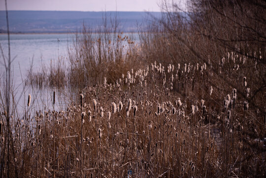 Typha plant at the lake. Cattail in winter season © badescu