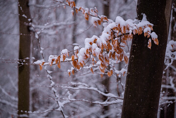 Beech branches with golden leaves in the forest. Abundant snow on the branches of the leafy tree
