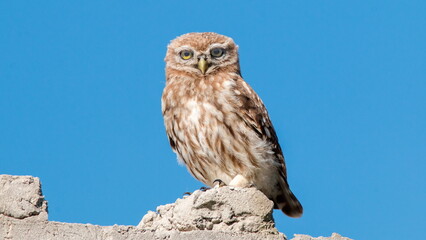 horned owl