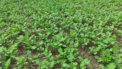 mustard plants in the nursery, mustard greens growing in pots, mustard leaves close up.